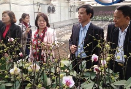 Người dân huyện Chương Mỹ Hà Nội kiếm được việc làm với thu nhập cao từ nghề trồng hoa